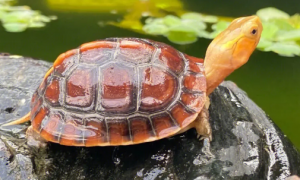 安缘龟能活多久