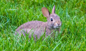 草原上的兔子图片