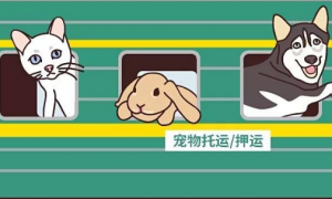 火车能带宠物吗