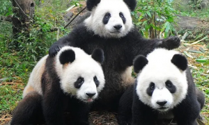 熊猫是国家几级保护动物