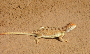 沙漠里的小蜥蜴可以做宠物吗