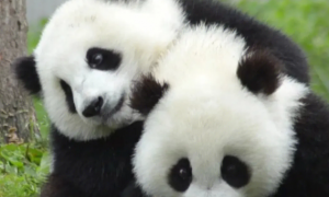 中国怎么养小熊猫