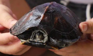黑山龟寿命多长