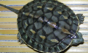 日杂花龟是什么品种