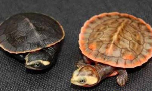圆澳龟是深水龟吗