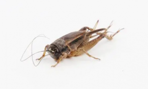 蟋蟀哪个品种最值钱