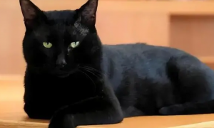 怎么确定黑猫是玄猫