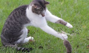 训练猫捉老鼠的三大方法