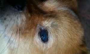 犬瘟热初期眼睛的图片