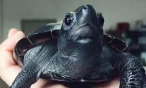墨龟为什么越养越不黑