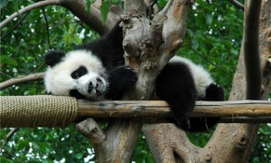 大熊猫的介绍和特点详细
