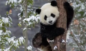 大熊猫吃肉吗为什么
