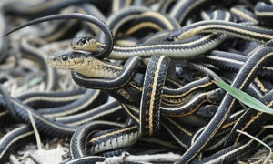 蛇是怎么繁殖后代的?