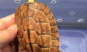 黄面澳龟是深水吗