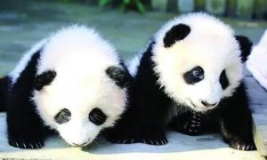 大熊猫的资料简介