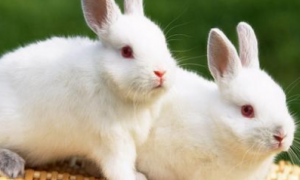 中大白兔子是什么意思