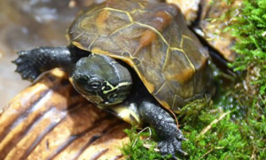 金线龟的正确饲养方法