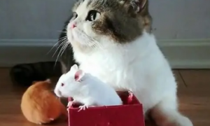 小白鼠可以喂猫吗