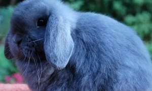 蓝色兔子叫什么