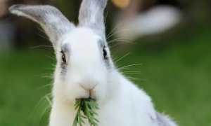 兔子最喜欢吃什么食物