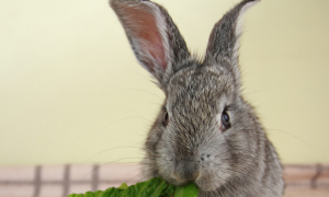 兔子可以吃生菜吗