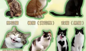 中华田园猫图鉴分类
