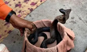 为什么蛇不咬小孩