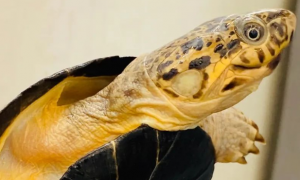 黑森林侧颈龟是什么品种