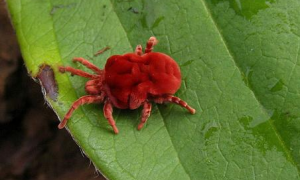 红色1毫米的小蜘蛛