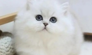 金吉拉猫品种介绍与图解
