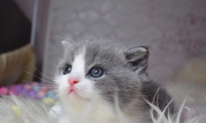 矮脚猫蓝白多少钱