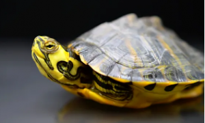黄耳龟为什么叫终极深水龟