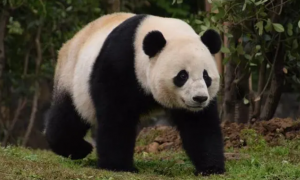 大熊猫的外貌特征介绍