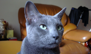 俄罗斯蓝猫的优缺点 图片