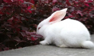 小兔子的耳朵有什么作用?