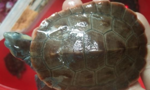 圆澳龟和西非有什么区别