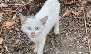 蓝眼睛的猫值钱吗