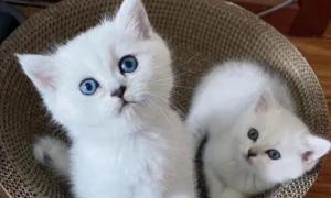 银点猫的眼睛几个月颜色固定