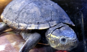 头盔蛋龟可以冬眠吗?