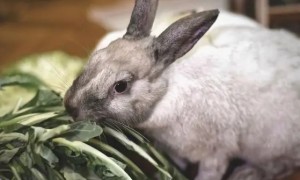 兔子爱吃的食物有哪些