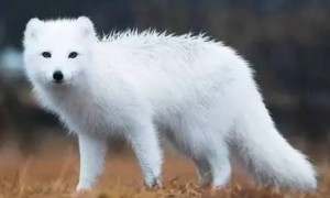雪狐和白狐有什么区别