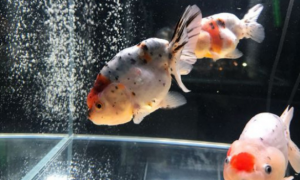 兰寿鱼从小到大变色过程