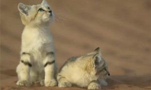 沙漠猫中国能养吗