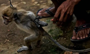 印尼猴主玩死猴子视频集锦