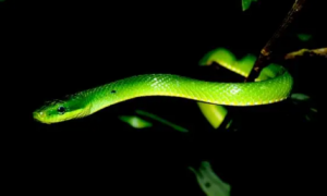 翠青蛇和绿锦蛇