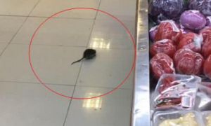 超市有老鼠怎么办能除根