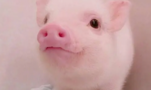 粉色的猪是什么品种