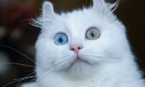 白色异瞳猫叫什么名字