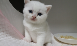 白色英短猫好养吗