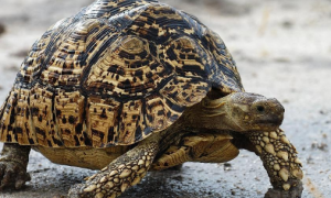 肯尼亚豹龟是东非豹龟吗